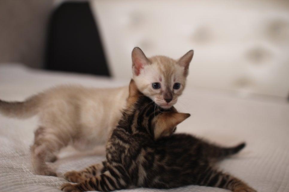 스노우,브라운 뱅갈고양이 꼬맹이들 분양 합니다~ 관련 이미지 3