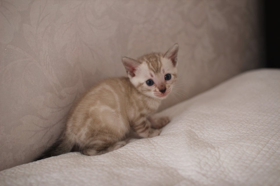 스노우뱅갈고양이 여아 예약분양 하고 있어요~ 관련 이미지 6