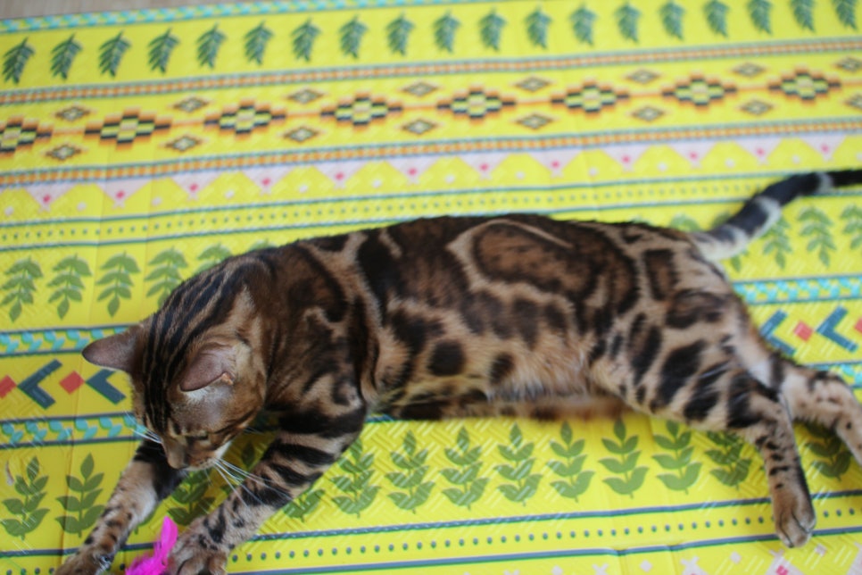 스파블 뱅갈고양이 블랙홀 새집에서 한컷 관련 이미지 12