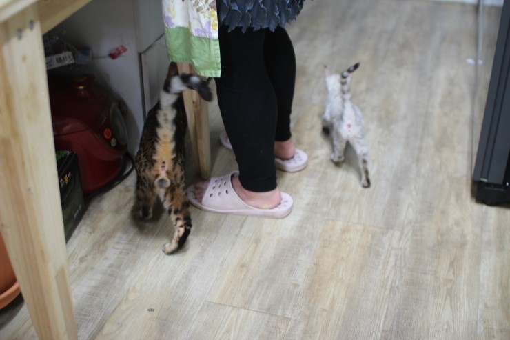 뱅갈고양이,스노우뱅갈고양이,뱅갈고양이 분양, 엄마 맛있는 닭고기 빨리 주세요~~배고파요 ~~~ 관련 이미지 3