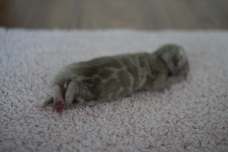 실밍크뱅갈고양이 꼬물이들 남매에요 관련 이미지 1