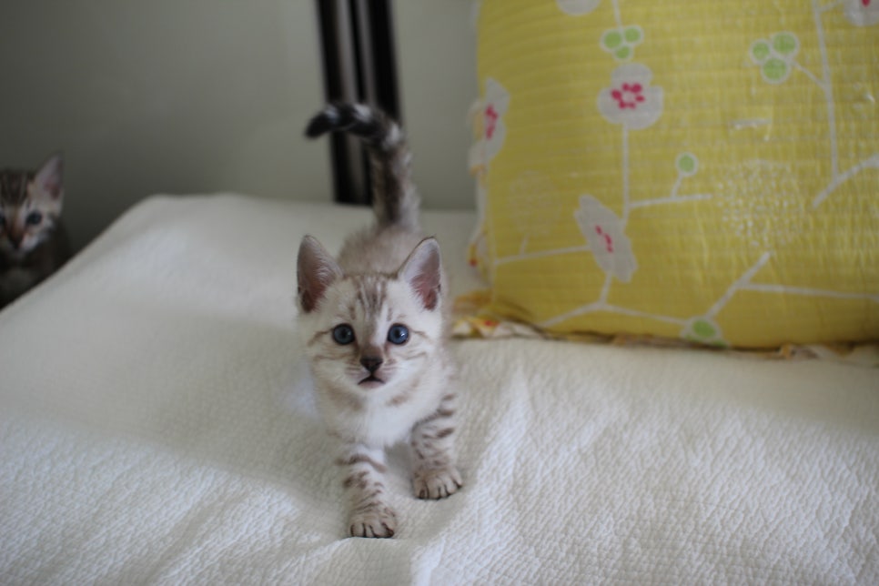 스노우뱅갈고양이 삼총사 분양해요~ 관련 이미지 9