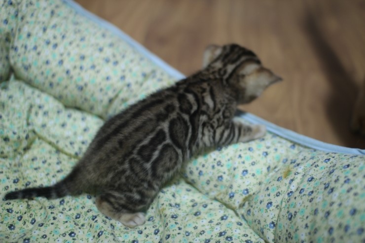뱅갈고양이 꼬맹이 남아,여아예요~ 관련 이미지 7