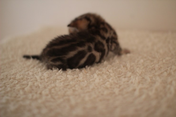 브라운 남아예요~ 관련 이미지 3