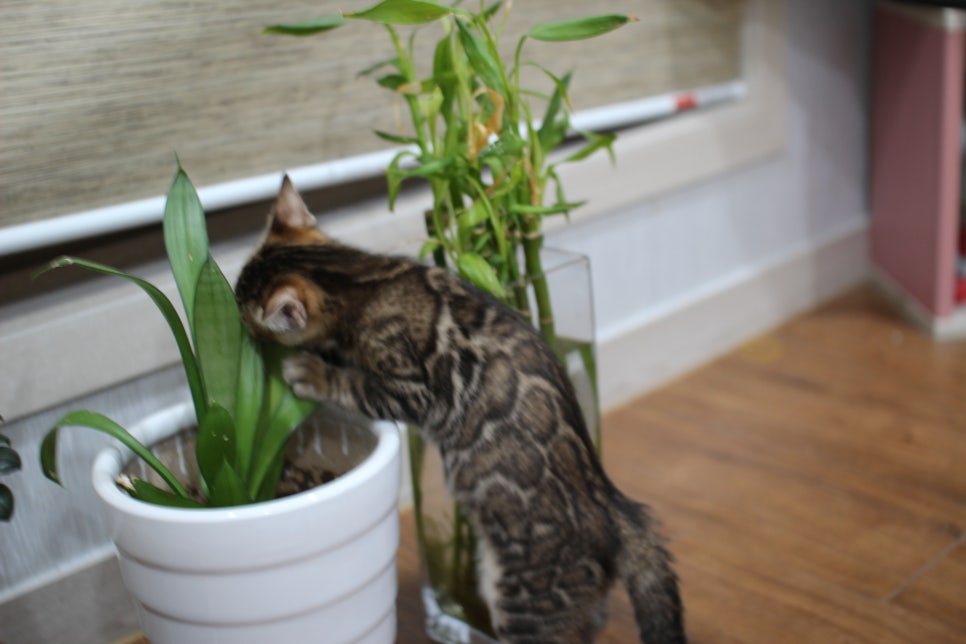 화초는 건들지 말자 ㅎㅎ; 관련 이미지 6