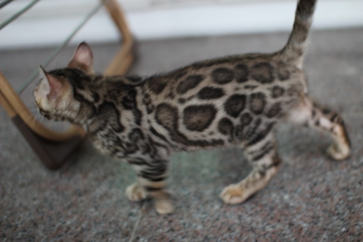 뱅갈고양이 남아 동글이 분양 합니다~ 관련 이미지 10