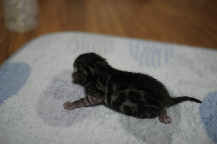실버 뱅갈고양이 남아 꼬물이예요~ 관련 이미지 3