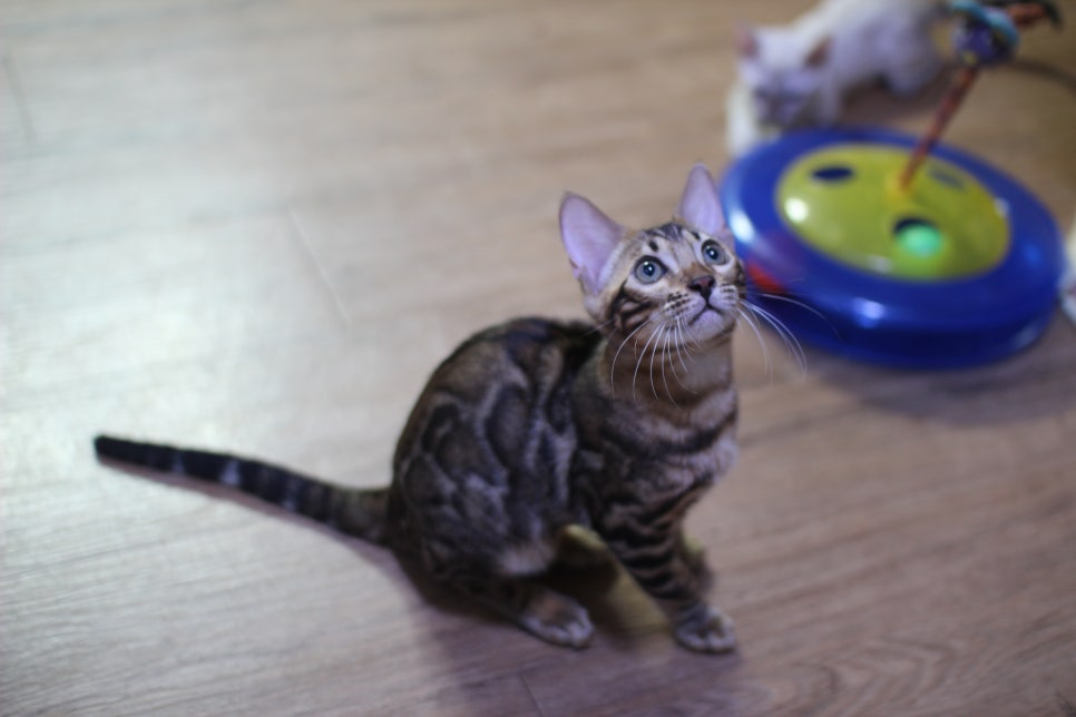 개냥이 뱅갈고양이들 분양합니다~ 관련 이미지 10