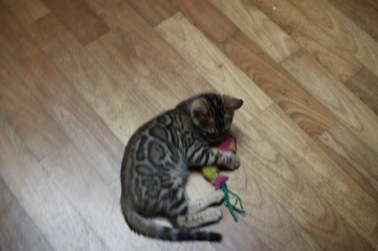 붕어는 내꺼야 아무도 오지마~~ 관련 이미지 3