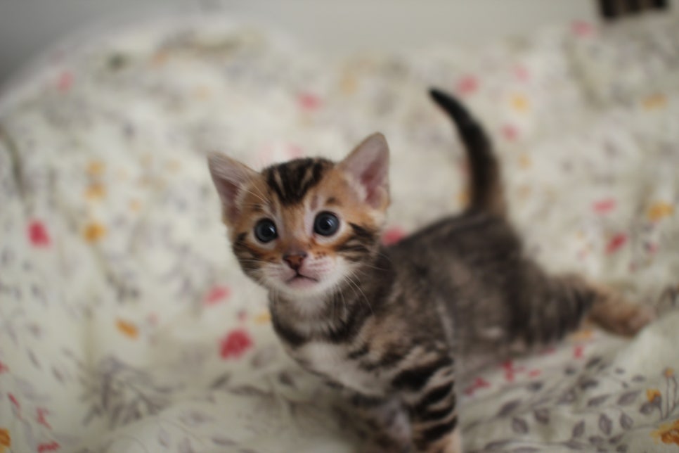 뱅갈고양이 꼬맹이 하루하루 쑥쑥 멋지게 성장중~ 관련 이미지 3