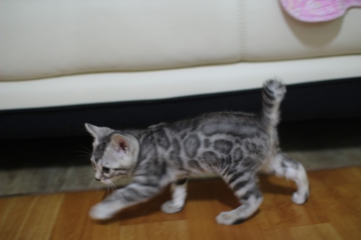 실버뱅갈고양이 로미~ 관련 이미지 10