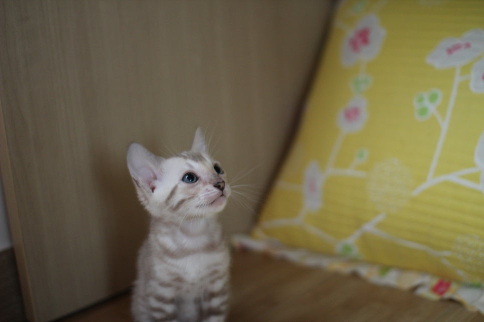 뱅갈고양이 로망묘 실밍크 매력에 빠져들어 보세요~ 관련 이미지 9
