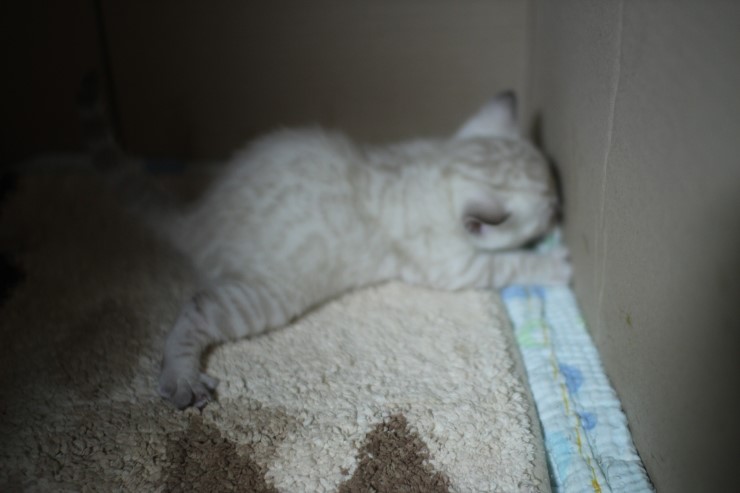 뱅갈고양이 꼬맹이들 많이 컸어요~ 관련 이미지 12