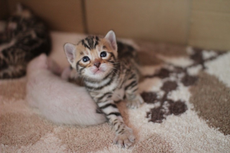 뱅갈고양이 앙증,깜찍 천사들^^ 관련 이미지 1