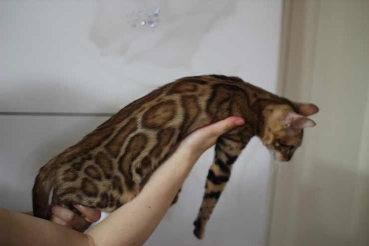 브라운 뱅갈고양이 키퍼여아 세라 관련 이미지 3