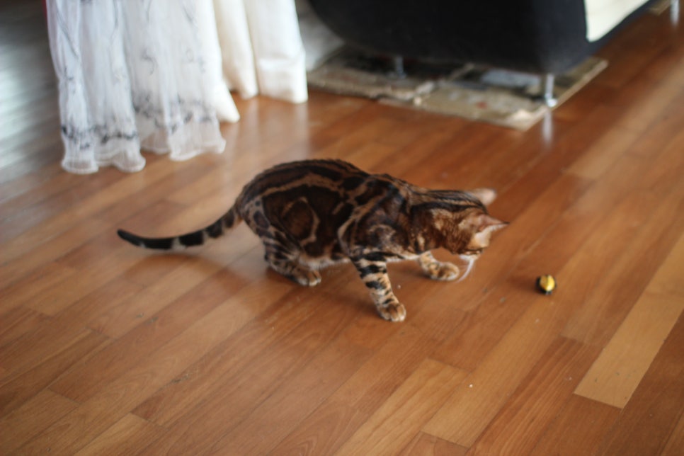 소유뱅갈캐터리 새로운 종묘가 될 남아 입니다~ 관련 이미지 16