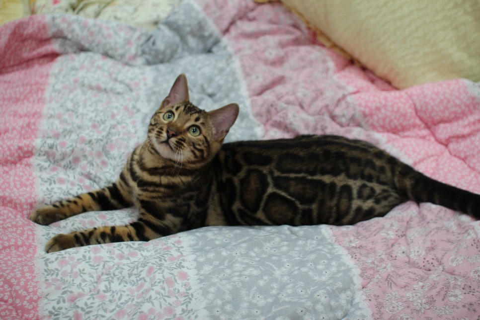 성격 좋고 건강미 넘치는 뱅갈고양이 남아 분양해요~ 관련 이미지 7