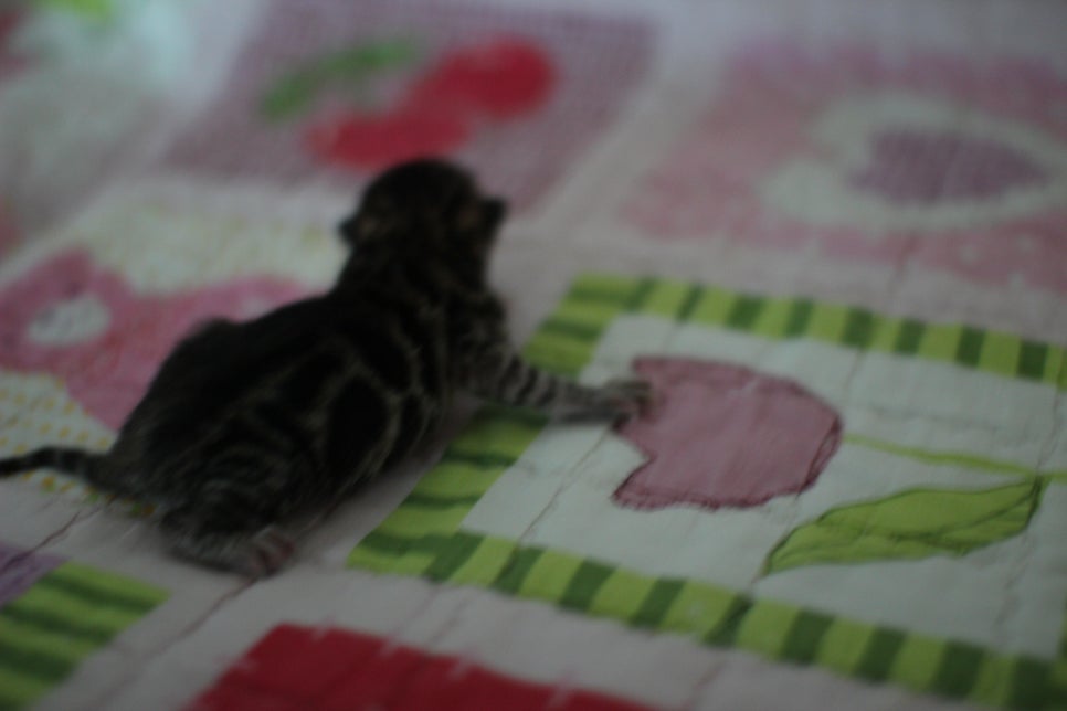 빅클라우드 로젯 브라운 뱅갈고양이 삼형제 입니다~ 관련 이미지 2