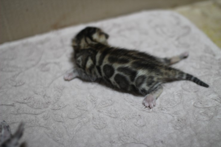 뱅갈고양이 자매 오늘 모습 입니다~ 관련 이미지 19