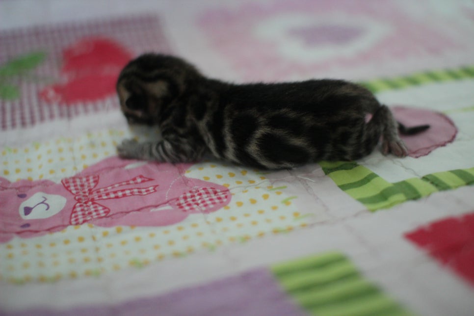 빅클라우드 로젯 브라운 뱅갈고양이 삼형제 입니다~ 관련 이미지 3