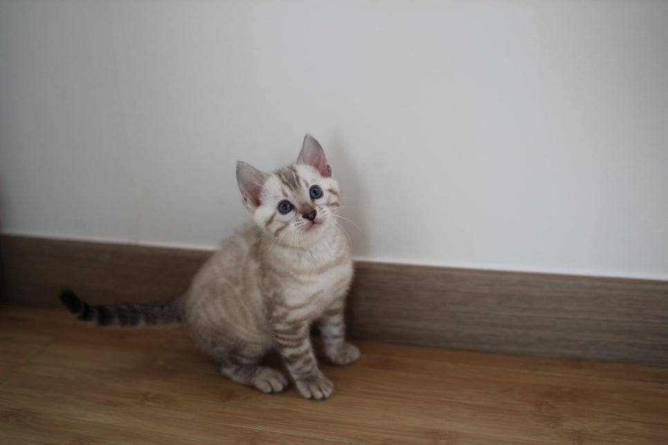 실밍크 뱅갈고양이 키퍼 남아 완전 말썽꾸러기 관련 이미지 6