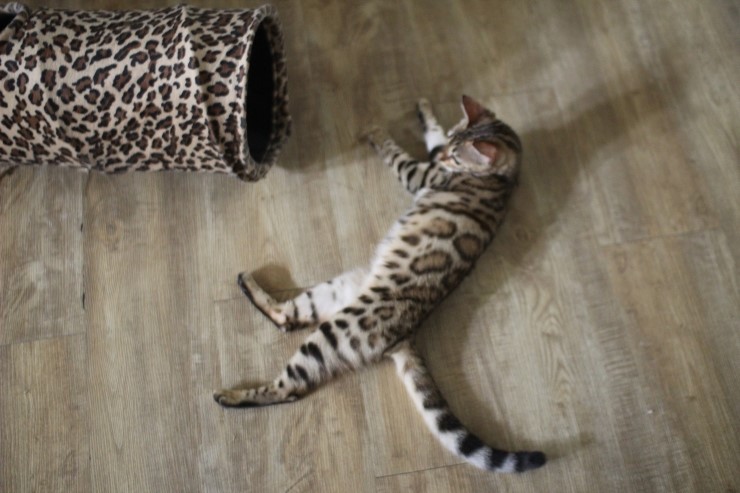 뱅갈고양이,스노우뱅갈고양이, 링컨이와 초아는 적응 끝나고 재미나게 살고 있어요~~~~~~~ 관련 이미지 3