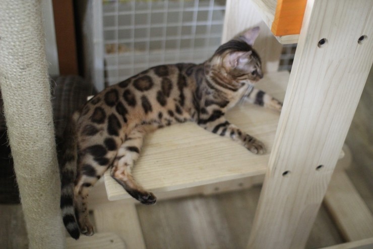 뱅갈고양이 브라운 뱅갈고양이 아이들^^ 관련 이미지 3