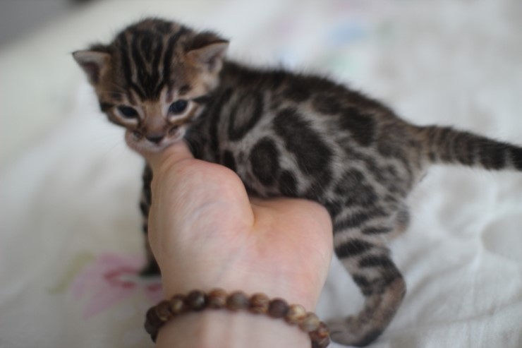뱅갈고양이 남매 오늘 모습 입니다~ 관련 이미지 20