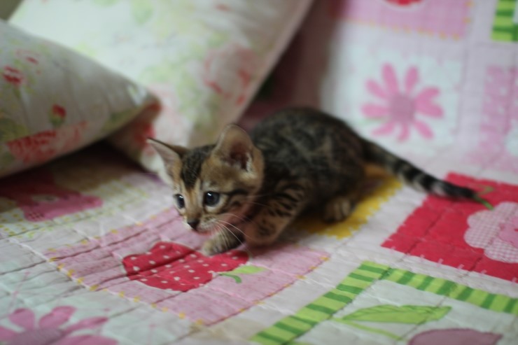 뱅갈고양이 분양 진정한 개냥이란? 관련 이미지 19