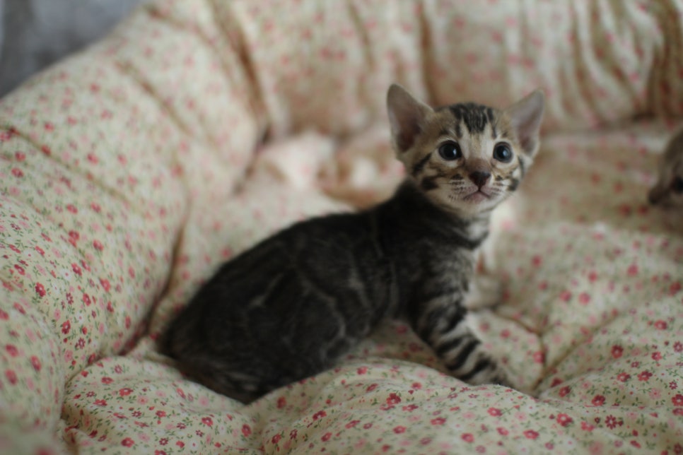 브라운,스노우뱅갈고양이 꼬맹이들 분양합니다~ 관련 이미지 3