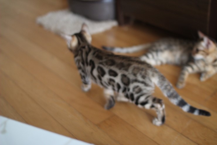 멋진 뱅갈고양이/벵갈고양이.. 관련 이미지 3