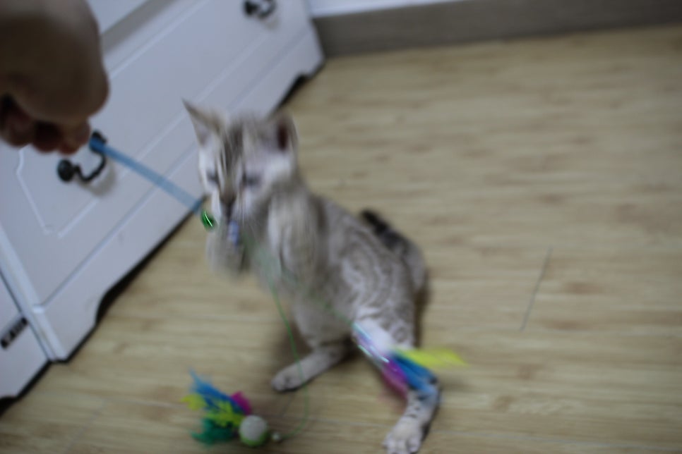 실밍크 뱅갈고양이 키퍼 여아 재롱 관련 이미지 8