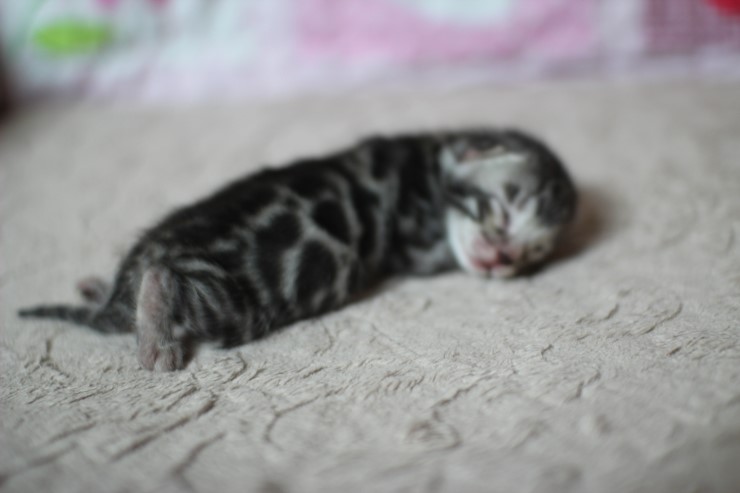 실버뱅갈고양이 꼬물이들 탄생 샤샤샷 관련 이미지 1