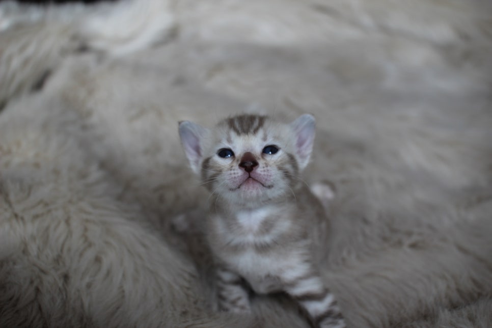 뱅갈고양이 분양은 순수혈통에 아이로 입양하세요~ 관련 이미지 6
