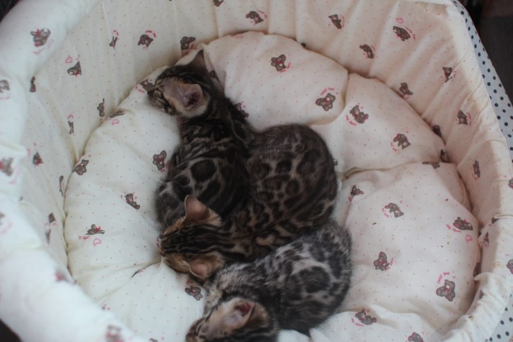 뱅갈고양이 꼬맹이들~ 관련 이미지 1