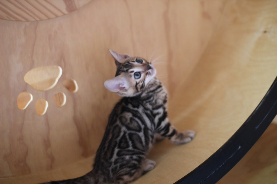 뱅갈고양이분양 무늬와 건강이 최고 관련 이미지 14