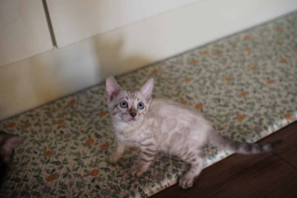 뱅갈고양이분양 행복 가득한 아이들 관련 이미지 7