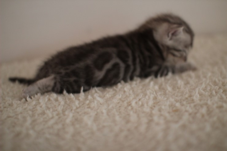 클라우드 로젯 실버 뱅갈고양이 남아예요~ 관련 이미지 4