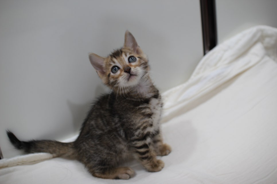 빅로젯이 멋진 완전완전 개냥이 남아 분양해요~ 관련 이미지 1