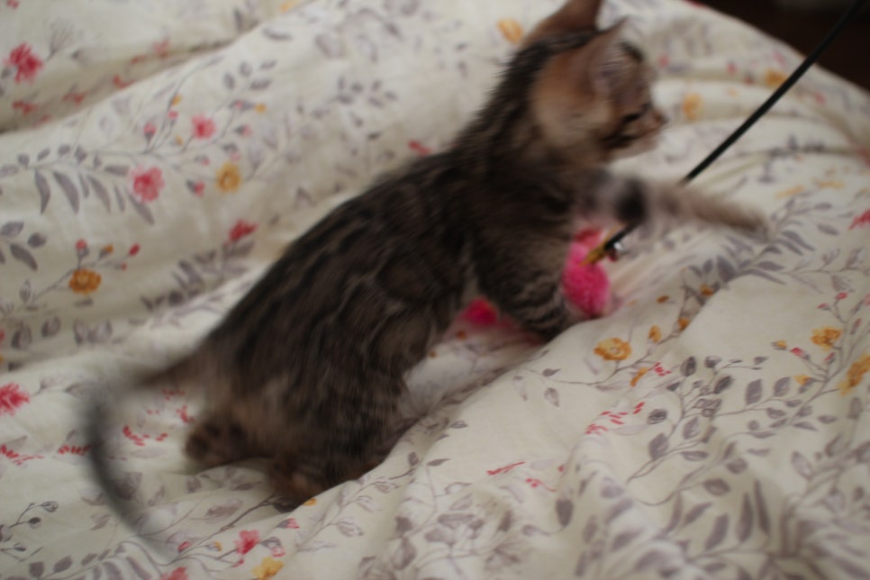 뱅갈고양이 개냥이를 찾으세요? 관련 이미지 18