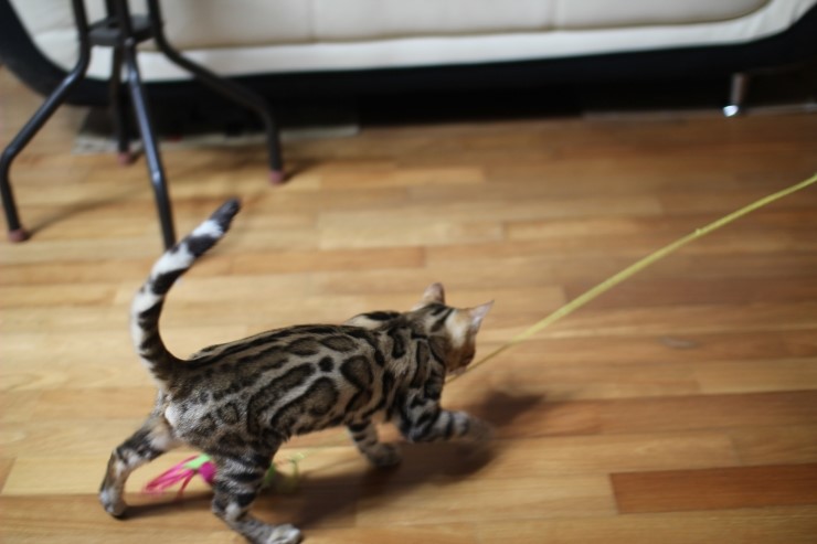 강아지 같은 성격에 뱅갈고양이 분양해요 관련 이미지 1