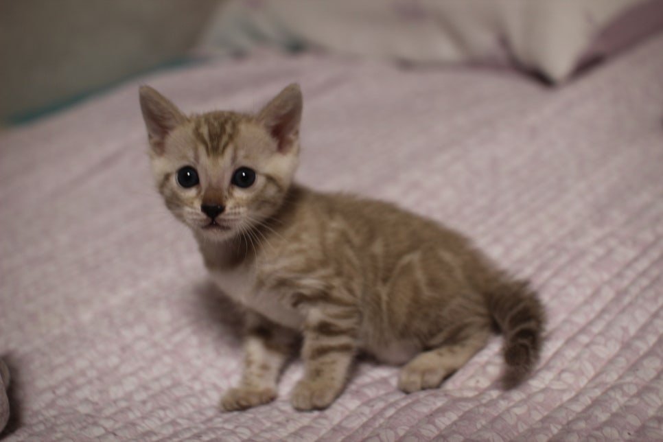 실밍크 뱅갈고양이 요정으로도 부족한 미묘 여아에요~ 관련 이미지 7