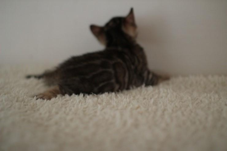 뱅갈고양이 꼬맹이 남아 ~~ 관련 이미지 8