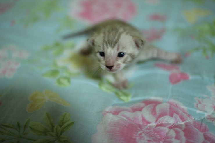 실밍크 스노우 뱅갈고양이 남아 꼬맹이예요 관련 이미지 9