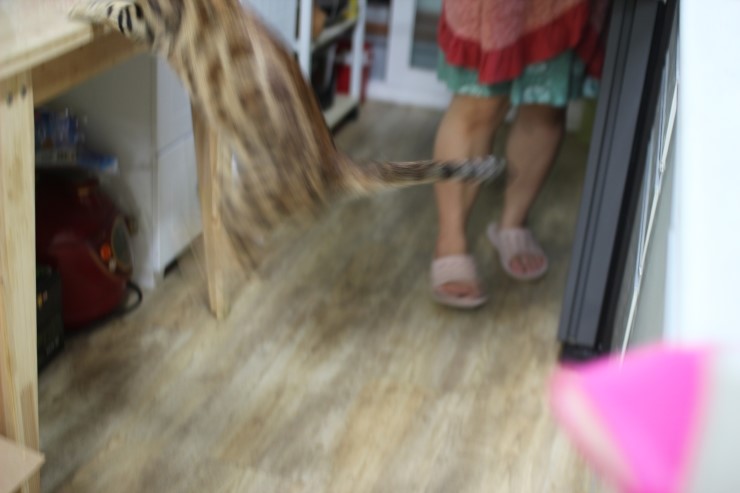 뱅갈고양이 아이들 일상... 관련 이미지 2