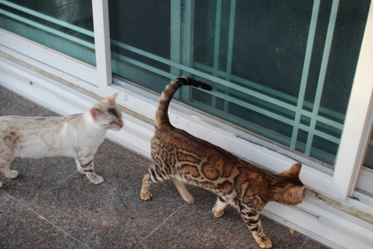 뱅갈고양이 키나와 스텔라 입니다~ 관련 이미지 15