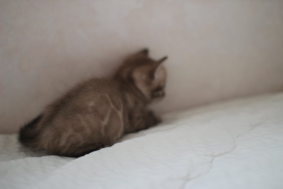 밍크차콜 뱅갈고양이 남아 많이 컸죠??? 관련 이미지 4