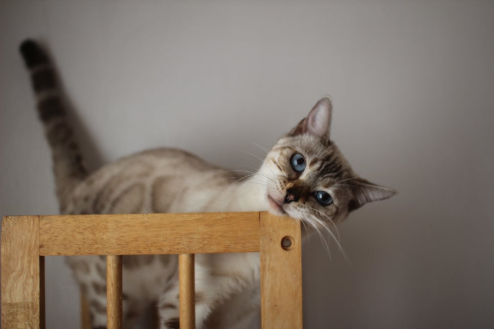 스노우뱅갈고양이 이브~ 관련 이미지 3