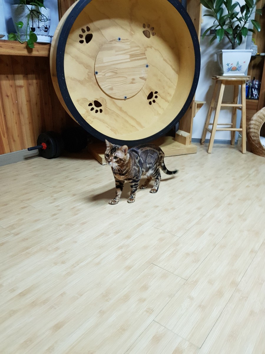 뱅갈고양이 블랙홀아 통통해지자~ 관련 이미지 4