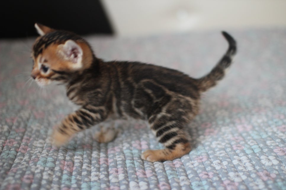 뱅갈고양이분양 동화속에 나오는 아이들! 관련 이미지 16